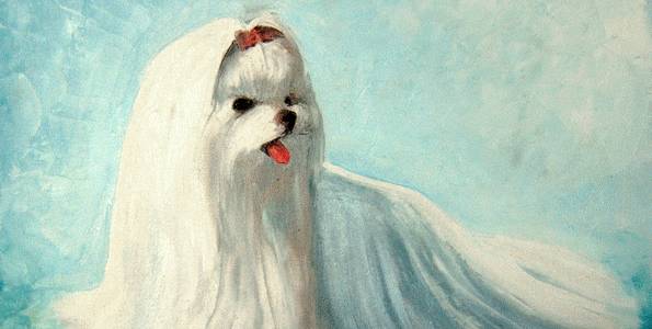 BICHON MALTAIS . huile couteau