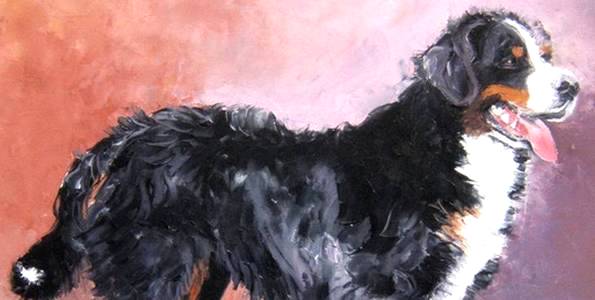 BOUVIER BERNOIS . huile couteau