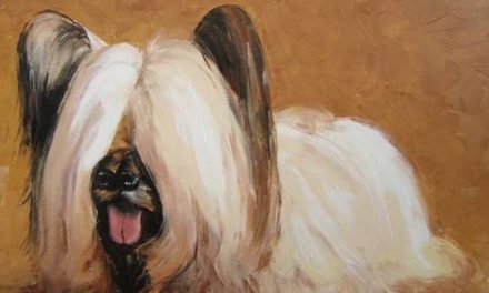 SKYE TERRIER . huile couteau