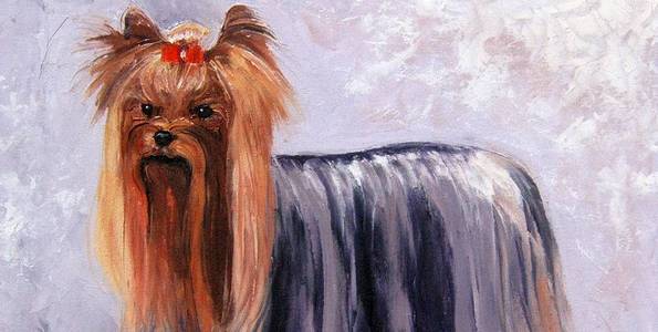 YORKSHIRE TERRIER . huile couteau