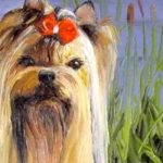 YORKSHIRE TERRIER . huile couteau