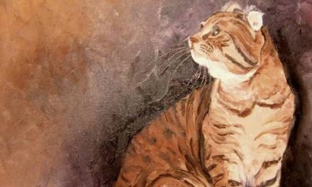 AMERICAN CURL . huile couteau