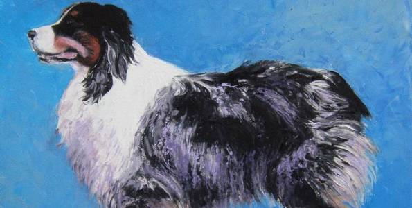 BERGER AUSTRALIEN . huile couteau