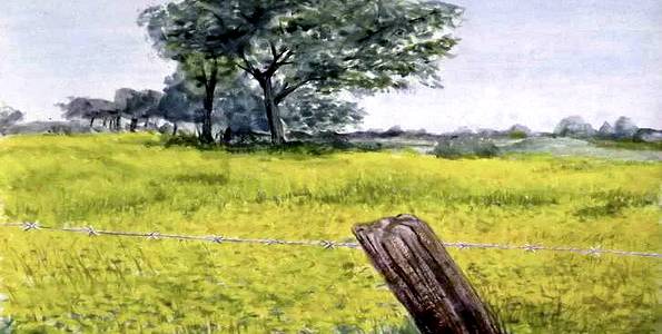 CHAMPS JAUNES . gouache