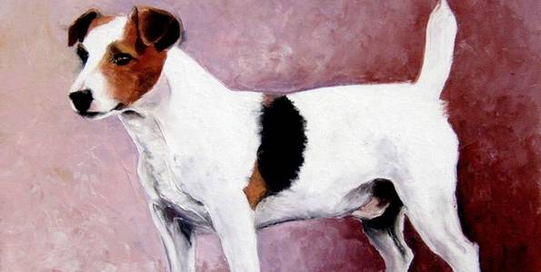 JACK RUSSELL TERRIER . huile couteau