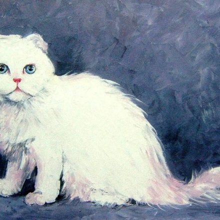 SCOTTISH FOLD (peinture)